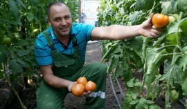 В этом году в РФ ожидается рекорд по производству тепличных овощей